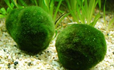 Building A Marimo Colony Via The Splitting Method Of Propagation Mossball Com